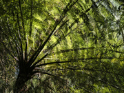 16th Oct 2021 - Tree fern