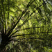 Tree fern by dkbarnett