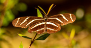 27th Oct 2021 - Zebra Longwing Butterfly!