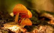 27th Oct 2021 - Mushrooms on the Dead Tree Trunk!