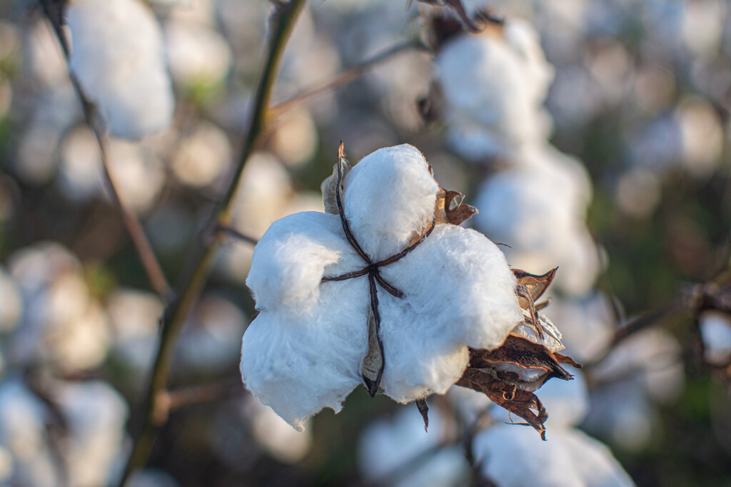 Cotton... by thewatersphotos