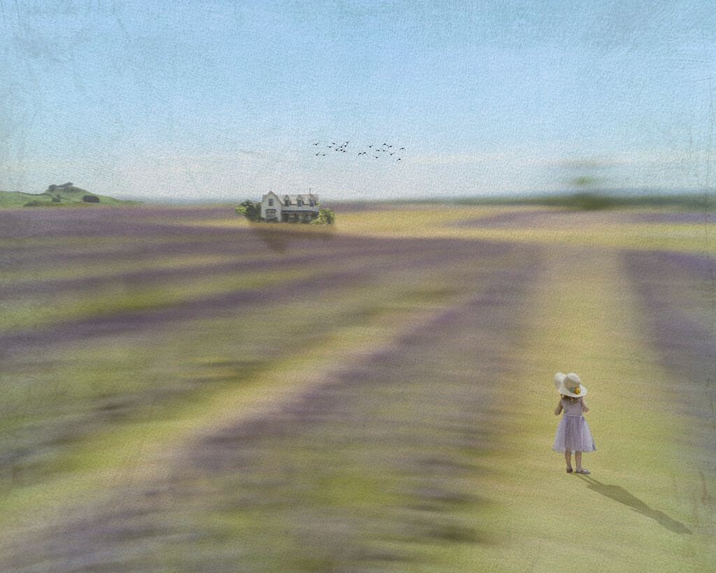 Lavender Dreams by nickspicsnz