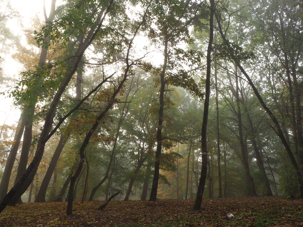 Foggy morning in the park by monikozi