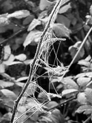 25th Oct 2021 - Frosted Spiderweb 
