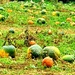 Pumpkin Picking. by teresahodgkinson