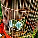 "Inside the Cage of Love" by iamdencio