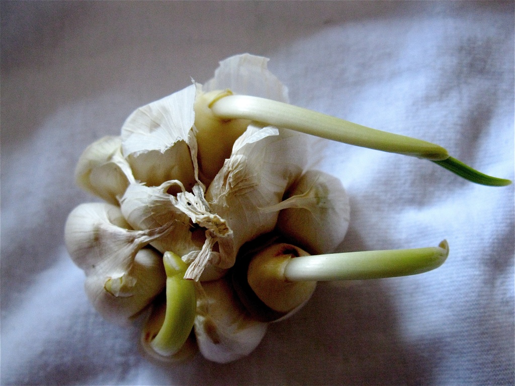Garlic by alia_801