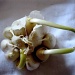 Garlic by alia_801