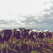 curious cows by cam365pix