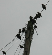 28th Oct 2021 - Starling family.