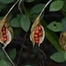 Iris Foetidissima Seeds by wakelys