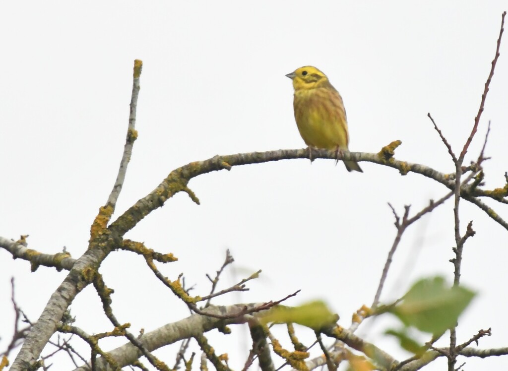 Another yellowhammer by rosiekind