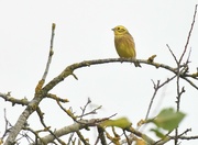 28th Oct 2021 - Another yellowhammer