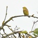 Another yellowhammer by rosiekind