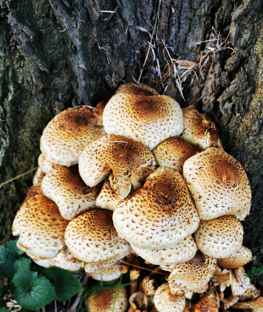 A cluster of fungus by plainjaneandnononsense