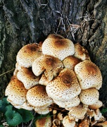 28th Oct 2021 - A cluster of fungus