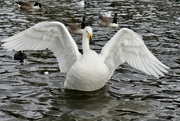 28th Oct 2021 - WAVING WHOOPER