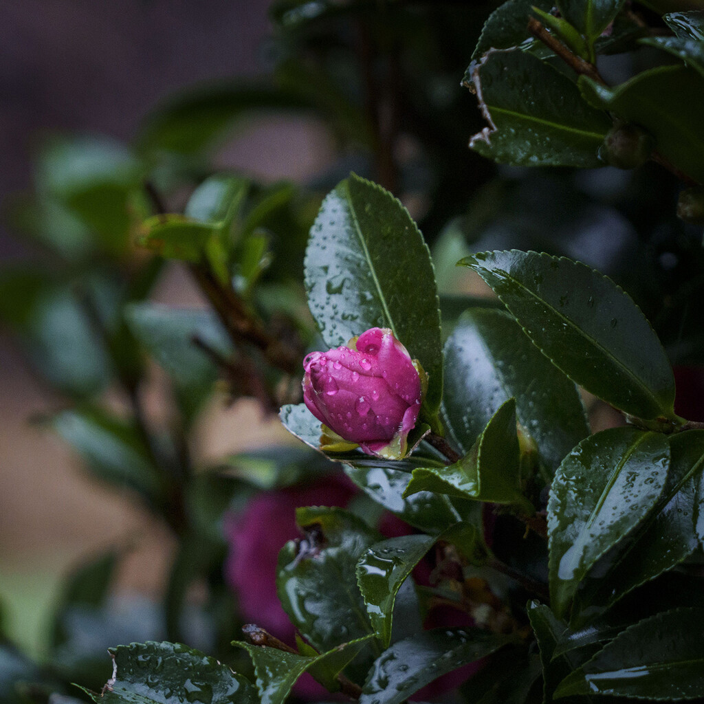 Rainy Day Camellia by k9photo