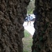 Through the tree by mcsiegle