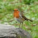 Robin at Llandrindod Lake by susiemc
