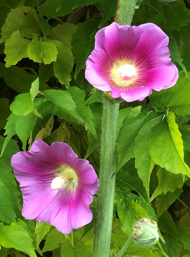  At Last!! A Hollyhock Flower!! by susiemc