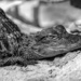 Baby gator by photographycrazy