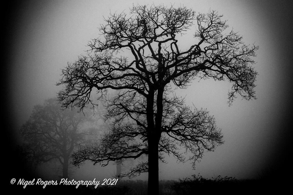 Misty Tree by nigelrogers