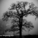Misty Tree by nigelrogers
