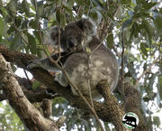 28th Oct 2021 - koala furniture