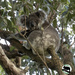 koala furniture by koalagardens