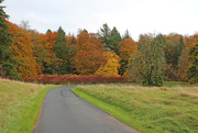 28th Oct 2021 - Down the drive to Autumn