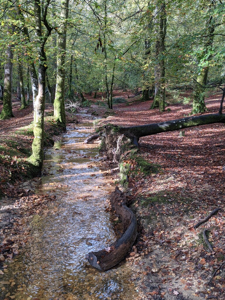 A forest stream by yorkshirelady