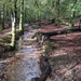 A forest stream by yorkshirelady