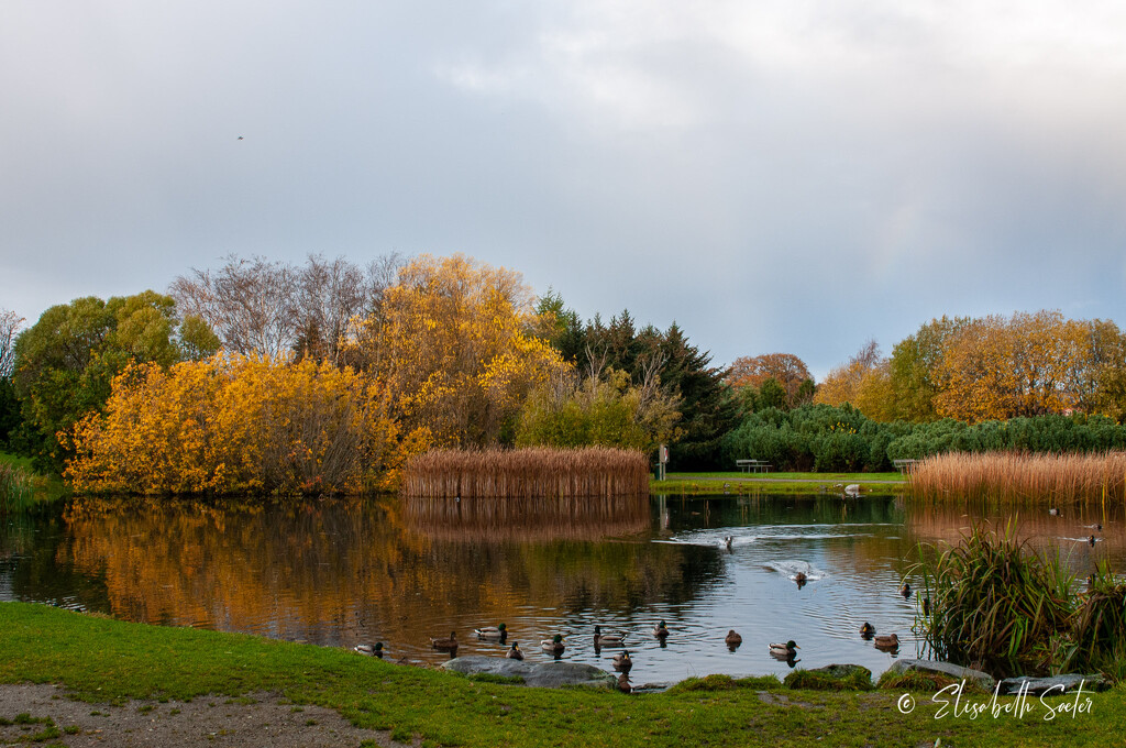 Autumn at the duck pond by elisasaeter
