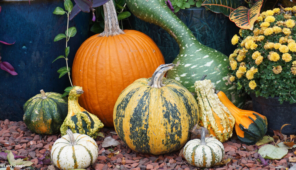 Gourds by larrysphotos