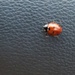 Little Lost Ladybird  by sarah19