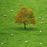 28th Oct 2021 - Sheep may safely graze.