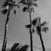 Palms by ryan161