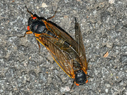 31st May 2021 - Mating Cicadas