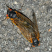 Mating Cicadas by jbritt