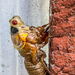 Molting Cicada by jbritt