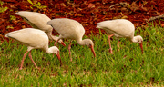 28th Oct 2021 - Ibis Grazing in the Grass!
