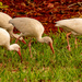 Ibis Grazing in the Grass! by rickster549
