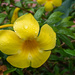Yellow Flower by ianjb21