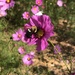 Bee-utiful by homeschoolmom