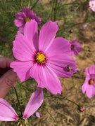 28th Oct 2021 - Pink Cosmos