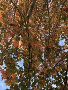 28th Oct 2021 - The tree above me