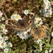 more butterflies  by wiesnerbeth