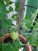 29th Oct 2021 - Tomatoes 