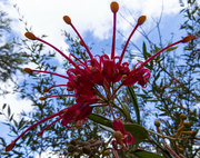28th Oct 2021 - another grevillea variety